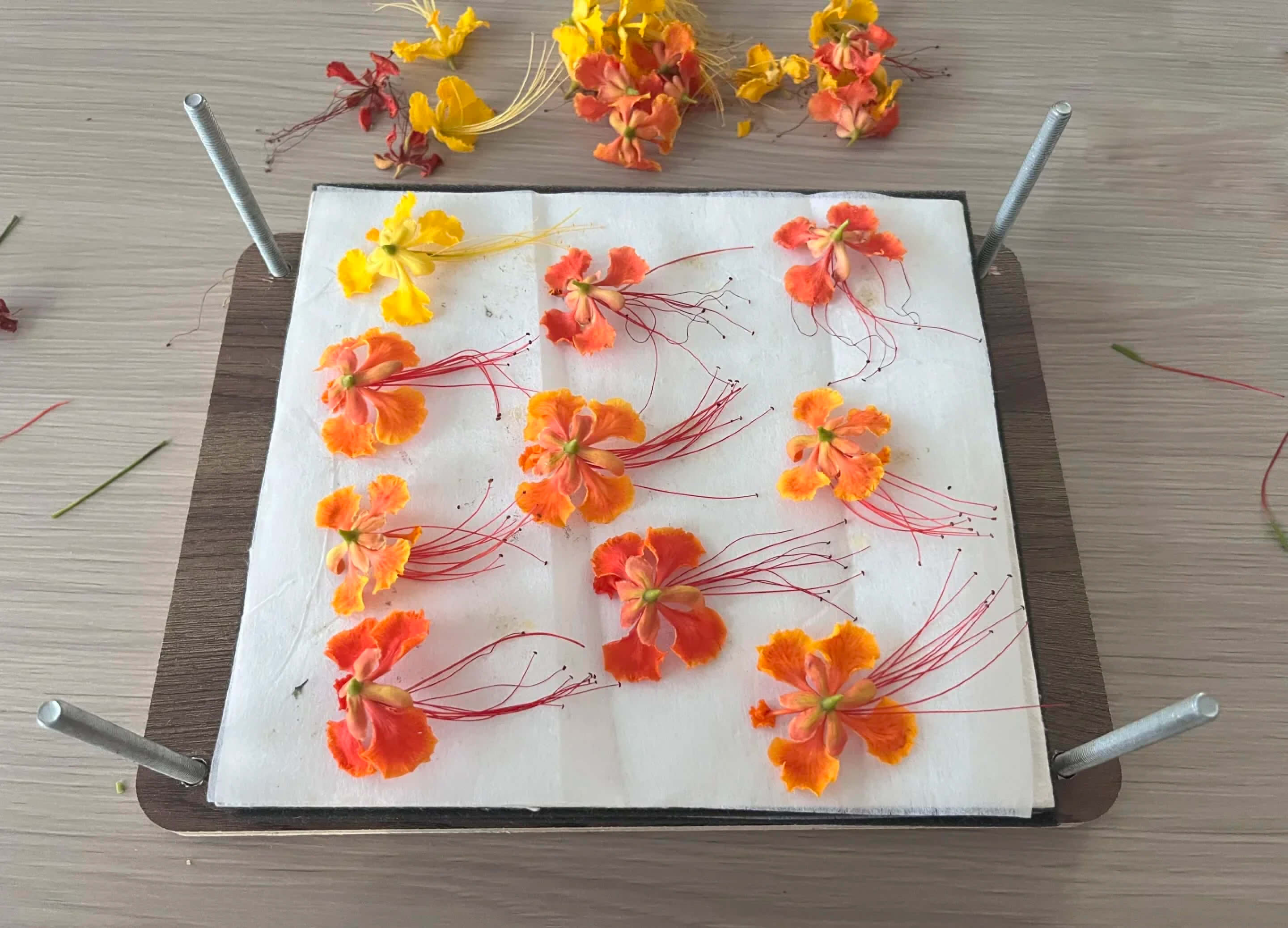 The Art of Botanical Preservation: Ancient Techniques Meets Nature's Beauty