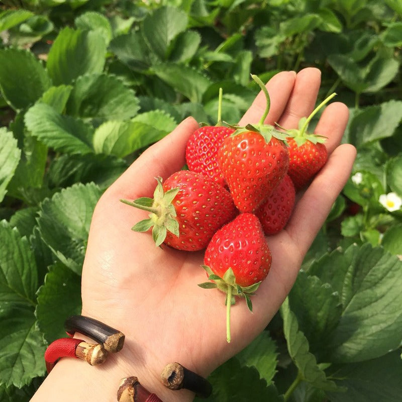 Sweet Pressed Strawberry Slices