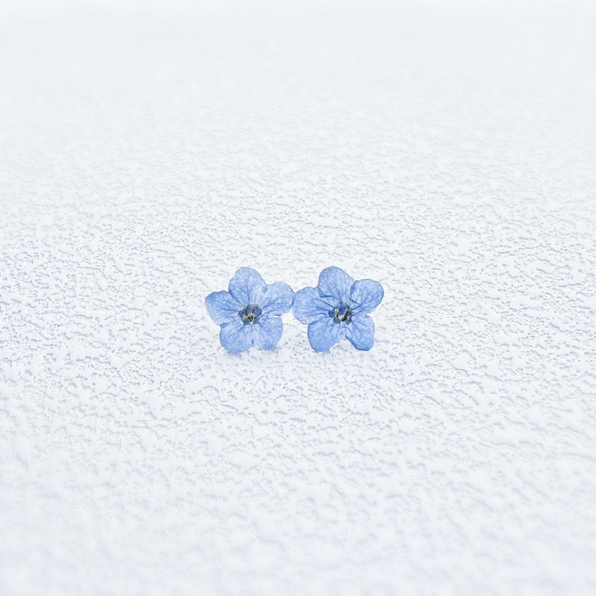 Whispering Petals Forget-Me-Not Floral Stud Earrings