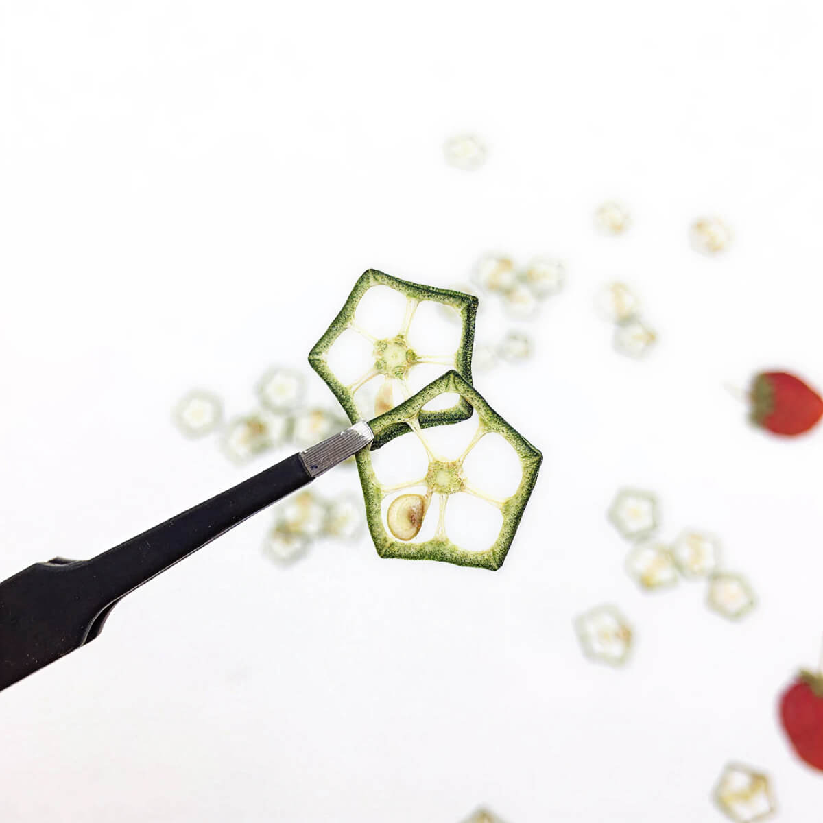 Pressed Okra Specimen Slices