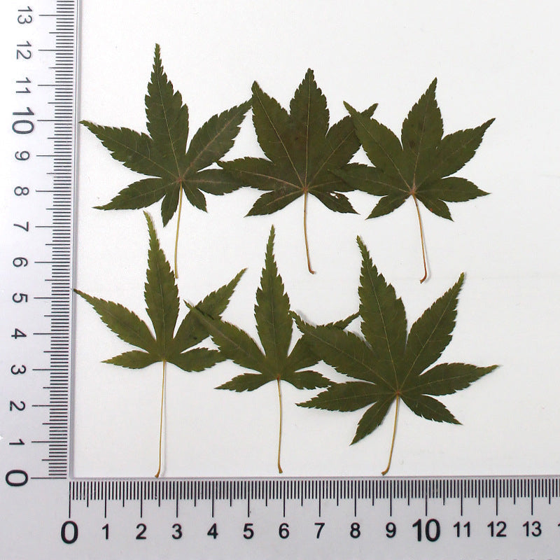 Autumn Whisper Maple Leaves