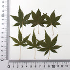 Autumn Whisper Maple Leaves