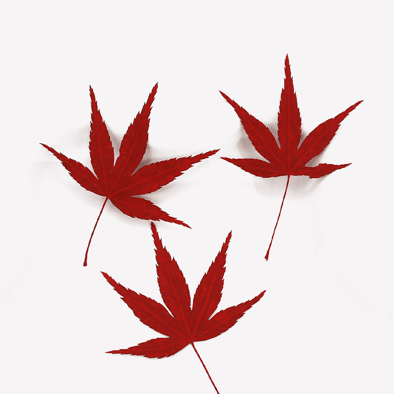 Autumn Whisper Maple Leaves