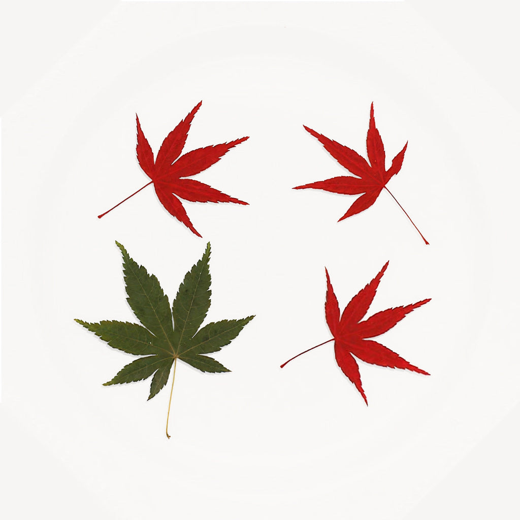 Autumn Whisper Maple Leaves